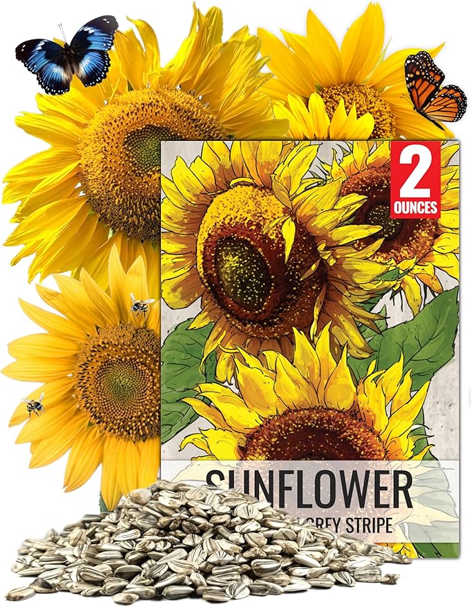 Seed Needs Sunflower Seeds to Plant Mammoth Grey Stripe | 2 Ounce Large Resealable Pouch Heirloom Seeds Helianthus Annuus Non GMO | Tall Growing Sun Flowers (XL Pack)