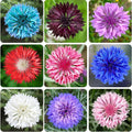 3,200 Mix Colors Bachelor Button Seeds – Heirloom Non-GMO USA Grown Cornflower Seeds – Easy to Grow Vibrant Flowers for Gardens, Bouquets, Pollinators, and Outdoor Landscaping