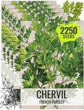 Seed Needs Chervil Seeds for Planting - Non-GMO, Heirloom & Untreated Annual Herbs - Grow an Indoor/Outdoor Garden Full of Culinary French Parsley (5 Packs)