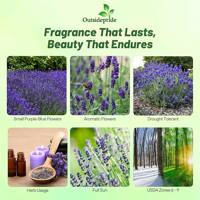 Outsidepride English Lavender Seeds - 5000 Pcs Perennial, Drought-Tolerant & Pollinator Friendly Herb Seeds for Planting Fragrant and Delicate Flowers with Lavender Blooms for Xeriscaping Gardens