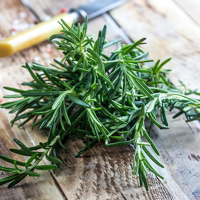 Seed Needs Rosemary Seeds for Planting - Non-GMO Heirloom & Untreated Perennial Herbs to Plant a Medicinal & Culinary Kitchen Garden Indoors or Outdoors (2 Packs)