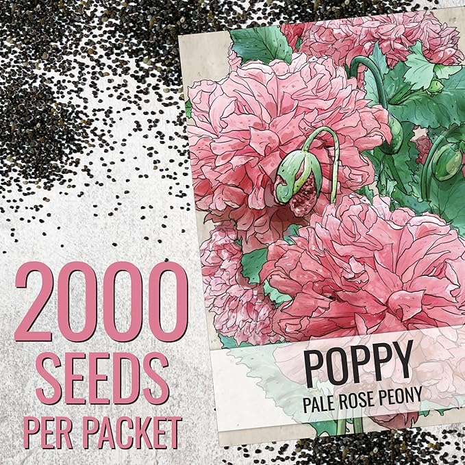 Seed Needs Pale Rose Peony Poppy Seeds for Planting - Heirloom & Open Pollinated Annual Flowers - Pink Ruffled Blooms to Attract Butterflies to The Garden (5 Packs)