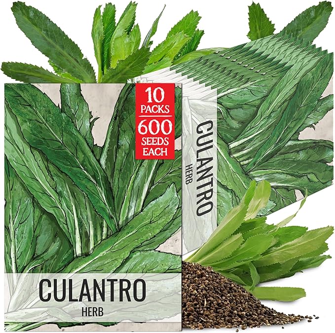 Seed Needs Culantro Seeds for Planting Mexican Coriander - Non-GMO Heirloom & Untreated Culinary/Medicinal Herbs to Grow an Indoor/Outdoor Herb Garden (10 Packs)