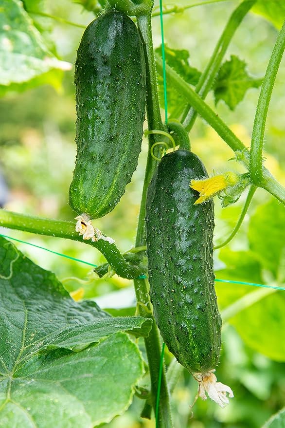 Cucumber Seeds, 100+ Straight Eight, Heirloom, Non GMO Seeds, Cucumis sativus