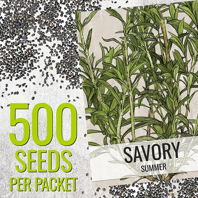 Seed Needs Summer Savory Seeds for Planting Herbs - Non-GMO Heirloom & Untreated Annual Herb Seed to Plant a Culinary Kitchen Garden Indoors or Outdoors (1 Pack)
