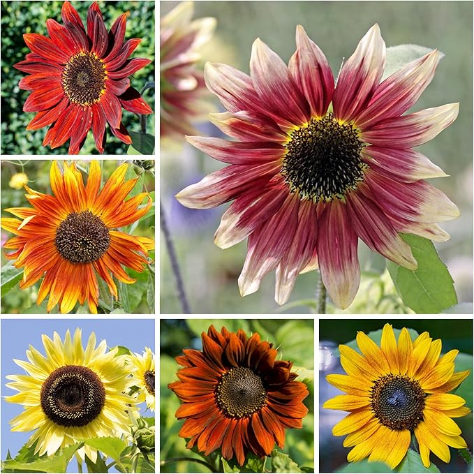 Seed Needs Sunflower Seeds for Planting The Original Crazy Blend | 2 Ounce 15+ Heirloom Varieties Open Pollinated & Untreated | Resealable Bulk Package Multicolored Blooms Flower Seeds