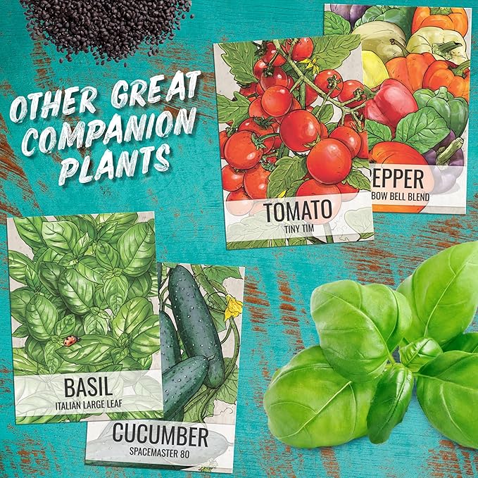Seed Needs Cucamelon Seeds for Planting Mexican Sour Gherkin Miniature Mouse Melons - Non-GMO Heirloom & Untreated - Grow a Home Grown Indoor Outdoor Vegetable Garden (1 Pack)