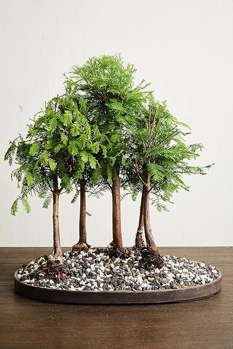 Bonsai All-Purpose Fertilizer by The Bonsai Supply – 1.8 Lbs | Quick Results | Micro Nutrients for Vital Bonsai Health