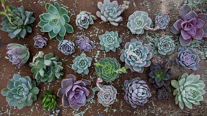 Espoma Organic Cactus Potting Soil Mix, Natural & Organic Soil for Cactus, Succulent, Palm, and Citrus grown in containers both indoors and outdoors, 4 qt, Pack of 2