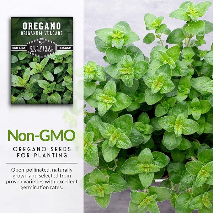 Oregano Seeds for Planting - Origanum Vulgare Culinary Herb for Italian Dishes - Grow Indoors or Outdoors for Fresh Flavor and Pollinators - Heirloom, Non-GMO - Survival Garden Seeds (1 Pack)