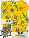 Seed Needs Zinnia Seeds for Planting Canary Bird Yellow Zinnias - Heirloom & Open Pollinated Annual Cut Flowers for a Butterfly Garden (2 Packs)