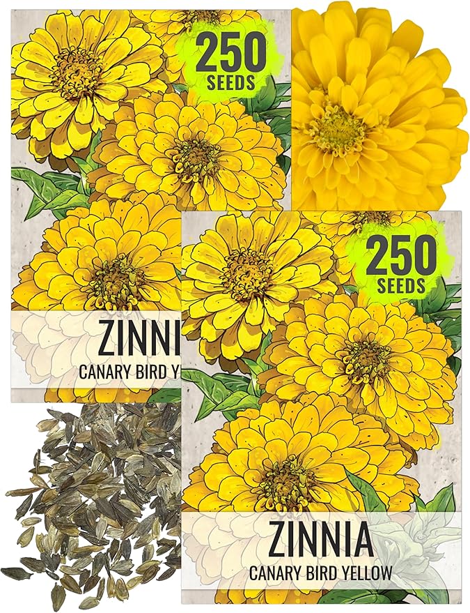 Seed Needs Zinnia Seeds for Planting Canary Bird Yellow Zinnias - Heirloom & Open Pollinated Annual Cut Flowers for a Butterfly Garden (2 Packs)