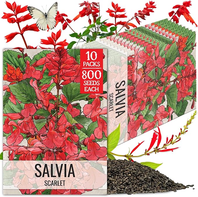 Seed Needs Salvia Seeds for Planting Scarlet Sage Flowers - Heirloom & Open Pollinated Perennial Wildflower Seed to Plant an Outdoor Butterfly Garden to Attract Pollinators (10 Packs)
