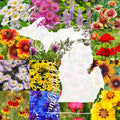 Michigan Bulk Perennial Wildflower Seed Mix 1lb Covers 2,000sq-ft - Attract Pollinators, Multi-Color Blooms - Midwest US Species Plant in Spring/Fall - Earth-Friendly Packaging (1 Pound)
