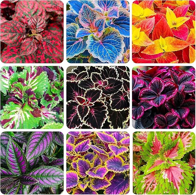 Rainbow Coleus Seeds for Planting 120PCS– Bright Multicolor Leaf Plant for Home & Garden Decoration | Fast Growing Shade Plant | Unique Gift for Garden Lovers & Holiday Present | Easy Germination