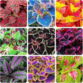 Rainbow Coleus Seeds for Planting 120PCS– Bright Multicolor Leaf Plant for Home & Garden Decoration | Fast Growing Shade Plant | Unique Gift for Garden Lovers & Holiday Present | Easy Germination