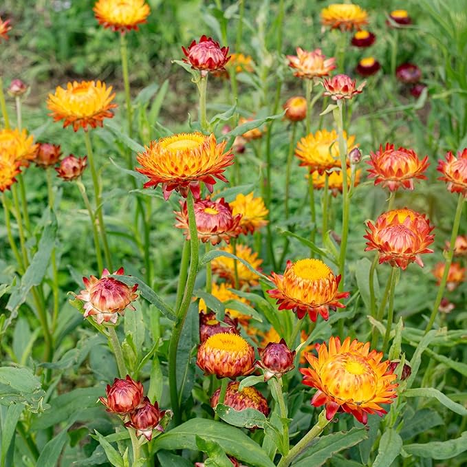 2500+ Perennial Mixed Strawflower Flower Seeds for Planting Outdoors-Attracts Bees&Butterflies Fragrant Butterfly