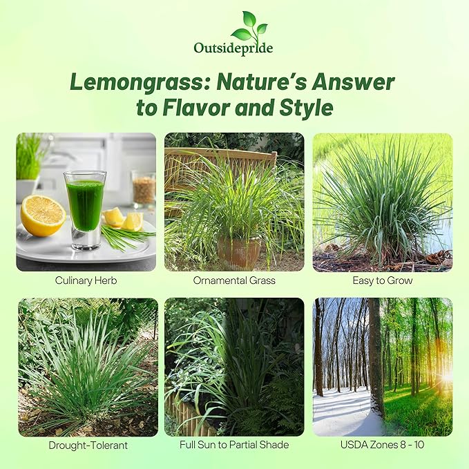 Outsidepride Lemon Grass Seeds for Planting - 1000 Perennial Seeds, Mosquito Repellent, Deer Proof, Citronella Grass for Culinary and Ornamental Use, Blue-Green Foliage, Lemon Grass Live Plant