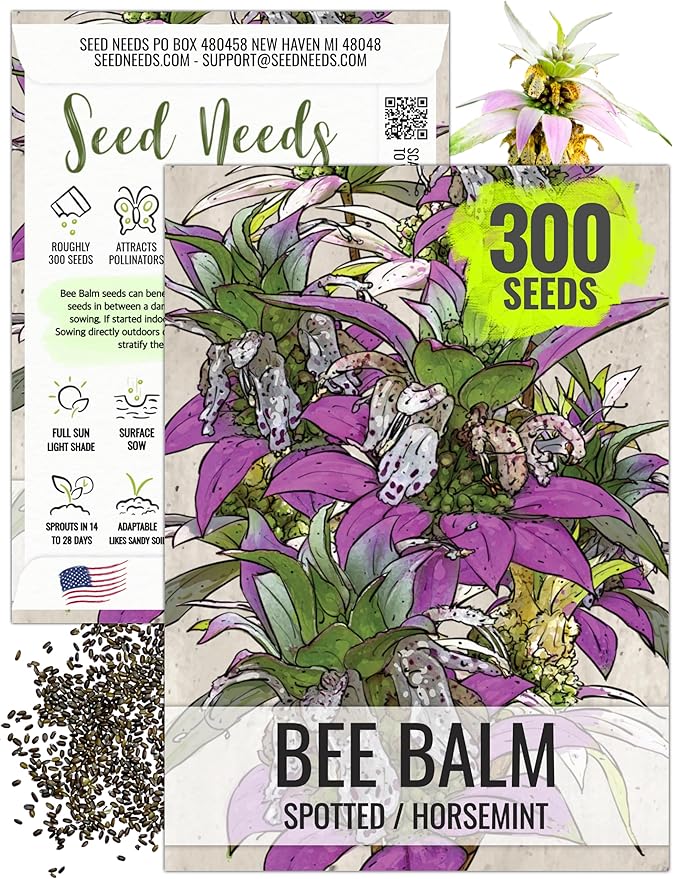 Seed Needs, Spotted Bee Balm Seeds - 300 Heirloom Seeds for Planting Monarda punctata - Medicinal Horsemint Herb, Open Pollinated, Attracts Pollinators (1 Pack)