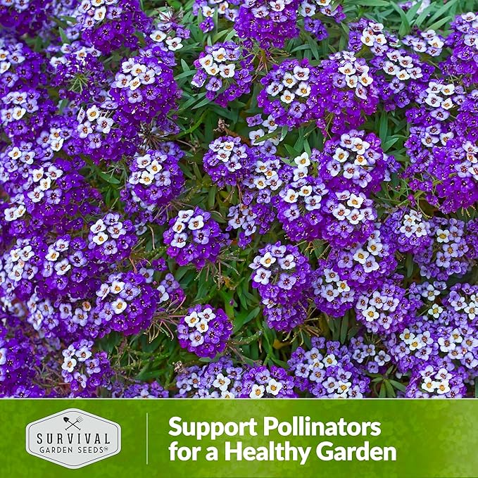 Alyssum Seeds for Planting - Sweet Royal Carpet Purple Alyssum - Fragrant Perennial Flower & Ground Cover - Heirloom Non-GMO - Survival Garden Seeds (3 Packs)