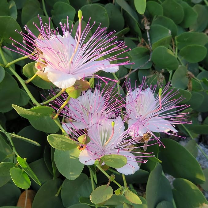 Outsidepride Caper Bush Seeds - 100 Pcs. Perennial, Low Maintenance, Herb Seeds for Planting Edible Fleshy Leaves & Large Pinkish-White Blooms for Culinary Use & Pollinator Gardens