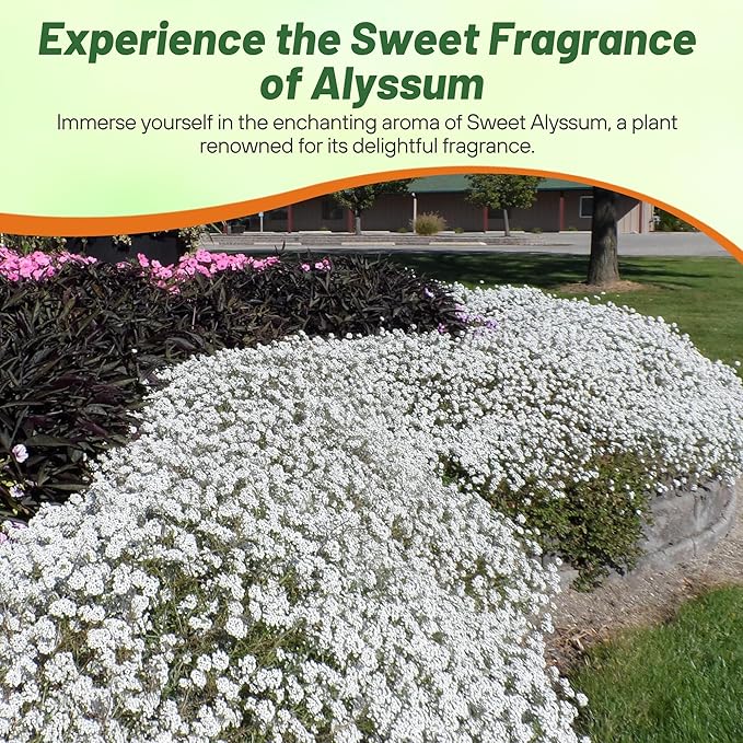 Outsidepride Perennial Sweet Alyssum Seeds - 1/4 lb. White Lobularia Maritima Seeds for Ground Cover, Pollinator-Friendly Gardens, Drought-Tolerant Landscaping, Easy-to-Grow in USDA Zones 7-9