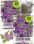 Seed Needs Lemon Mint Seeds for Planting Monarda citriodora Herbs - Grow a Non-GMO Heirloom & Untreated Medicinal Herb Garden Indoors or Outdoors - Popular in Herbal Tea (2 Packs)