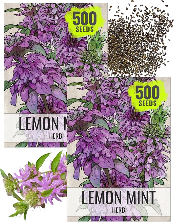 Seed Needs Lemon Mint Seeds for Planting Monarda citriodora Herbs - Grow a Non-GMO Heirloom & Untreated Medicinal Herb Garden Indoors or Outdoors - Popular in Herbal Tea (2 Packs)