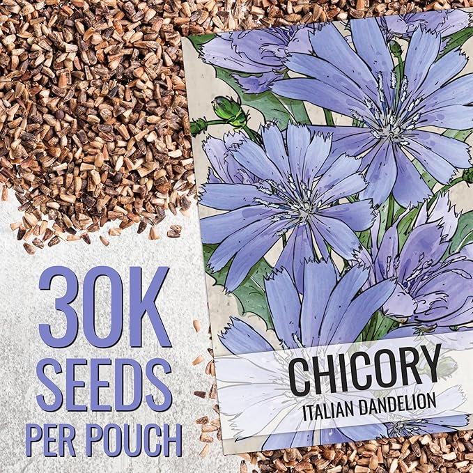 Seed Needs Chicory Seeds for Planting Cichorium intybus | Bulk Pack of 30,000 Seeds | Heirloom & Open Pollinated Wildflowers to Grow a Butterfly Garden and Attract Pollinators