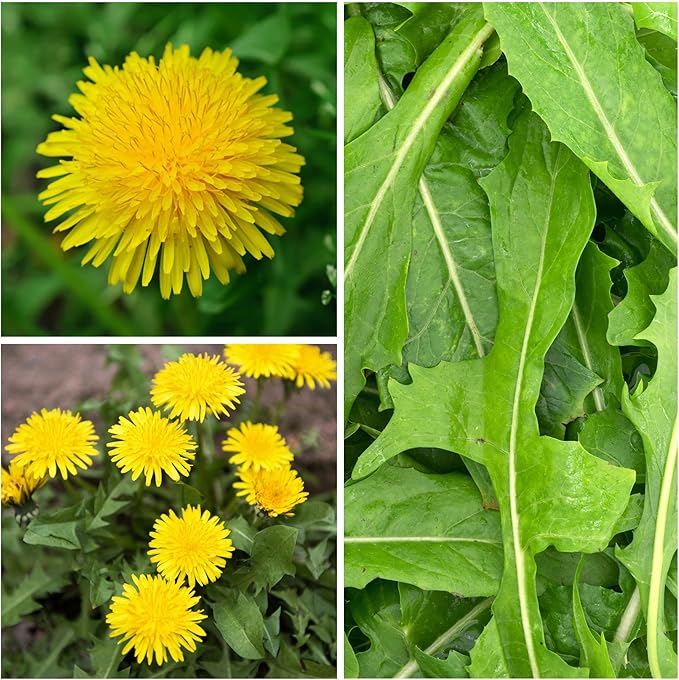 Seed Needs Dandelion Seeds for Planting Traxacum officinale - Non-GMO Heirloom & Untreated Garden Seed to Plant Dandelions for Herbal Uses & Edible Salads (2 Packs)