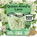 SVI 900 Queen Anne's Lace Seeds for Planting, Bishop's Flower Seed Packets (Ammi majus) - Bullwort, Laceflower, Heirloom & Organic Wildflower, False Annes Lace - Wild Flower Seeds to Plant Outside