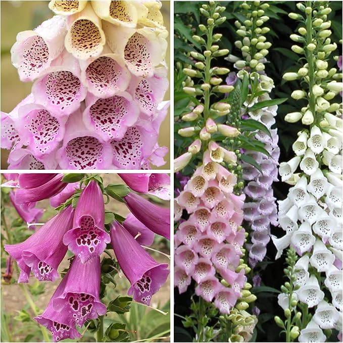 Seed Needs Foxglove Seeds for Planting Excelsior Mix Fox Glove - Heirloom & Open Pollinated Flowers to Plant an Outdoor Butterfly Garden with Colorful Wildflowers (2 Packs (10,000 Seeds))