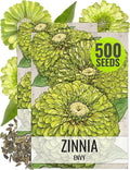 Seed Needs Lime Green Envy Zinnia Seeds for Planting - Heirloom & Open Pollinated Annual Cut Flowers - Grow a Butterfly Garden to Attract Pollinators (2 Packs)