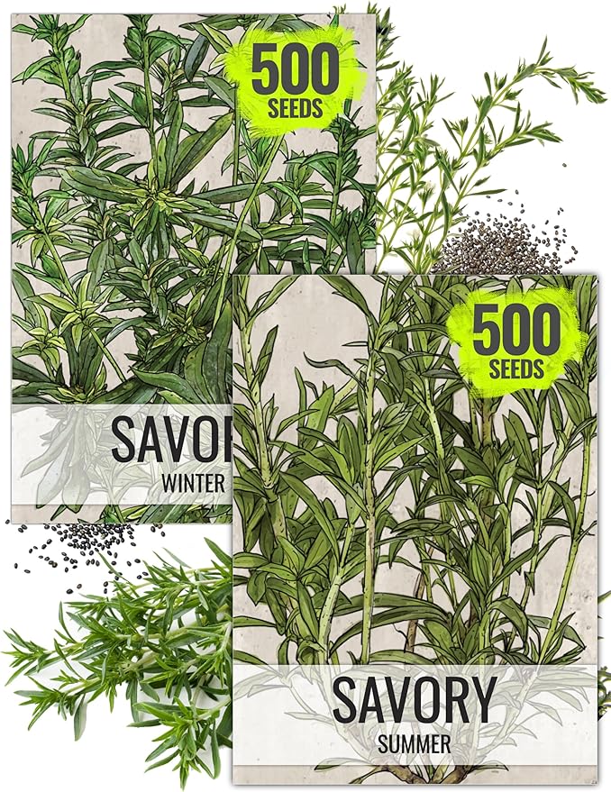Seed Needs Savory Seeds for Planting Summer & Winter Savory Herbs - Non-GMO Heirloom & Untreated Herb Seed to Plant an Indoor/Outdoor Culinary Medicinal Garden (Collection of 2 Packets)