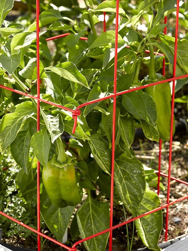 Gardener's Supply Company Pepper and Eggplant Cages Plant Stand | Heavy Gauge Sturdy Garden Plants Support for Eggplants Peppers and Other Climbing Plants | No Assembly Needed | Red 24" H (Set of 3)