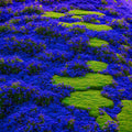 2000+ Rare Creeping Thyme Seeds for Planting - Heirloom Ground Cover Plants Fresh Home and Garden