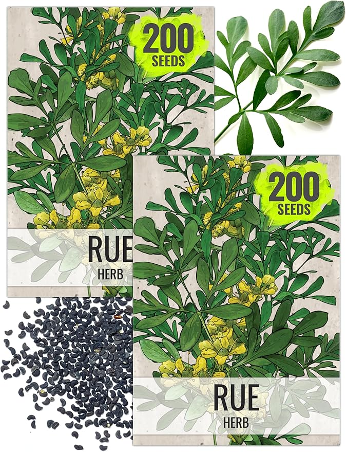 Seed Needs Rue Seeds for Planting - Non-GMO Heirloom & Untreated Perennial Herb Seed to Plant a Home Grown Medicinal Garden Indoors or Outdoors (2 Packs)