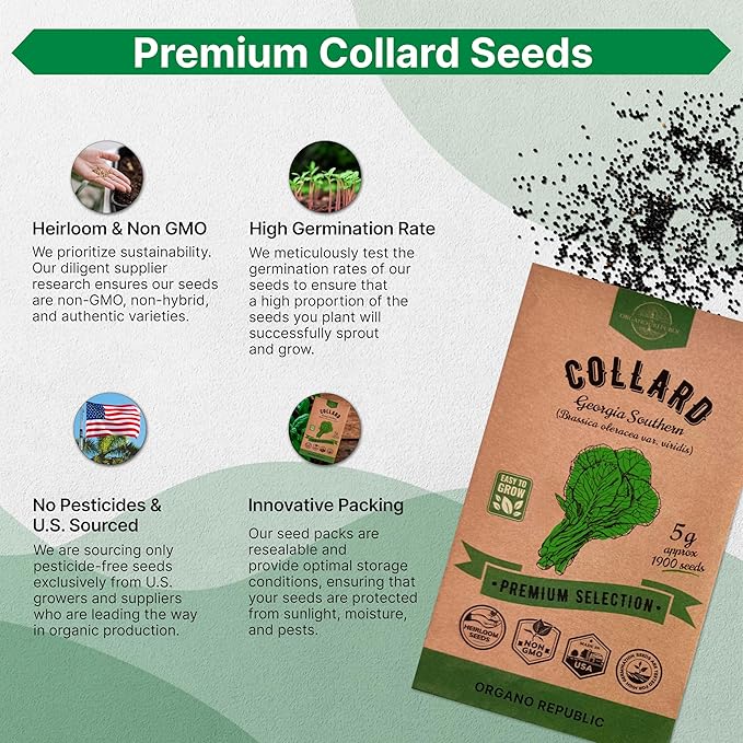 Organo Republic Collard Georgia Southern Seeds Pack 5G - Over 1900 Non-GMO Heirloom Collard Seeds for Planting Vegetable in Individual Seed Packet Vegetables Seeds for Planting Indoor & Outdoor