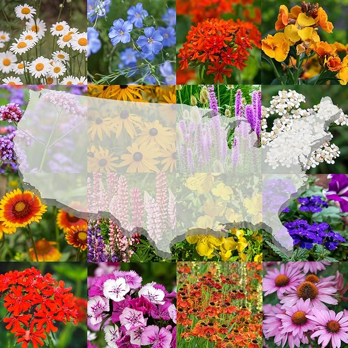 United States Nationwide Bulk Perennial Wildflower Seed Mix - All U.S. Zones - Plant in Spring and Fall (1 Pound Covers 2,000 Square feet) (1 Pound)