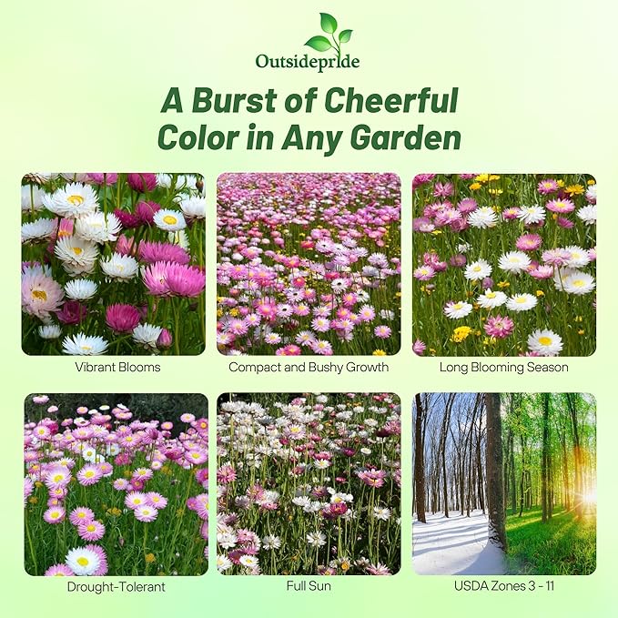 Outsidepride Paper Daisy Mix Helipterum Seeds - 1000 Pcs. Annual Low Maintenance & Pollinator-Friendly, Flower Seeds for Planting Vibrant Blooms for Gardens, Borders & Cut Flowers