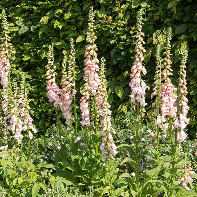 Outsidepride Digitalis Purpurea Apricot Beauty Foxglove Seeds – 10000 Pcs Biennial, Prolific, Tall Growing Flower Seeds with Pollinator-Friendly Blooms for Shaded Gardens & Outdoor Landscapes