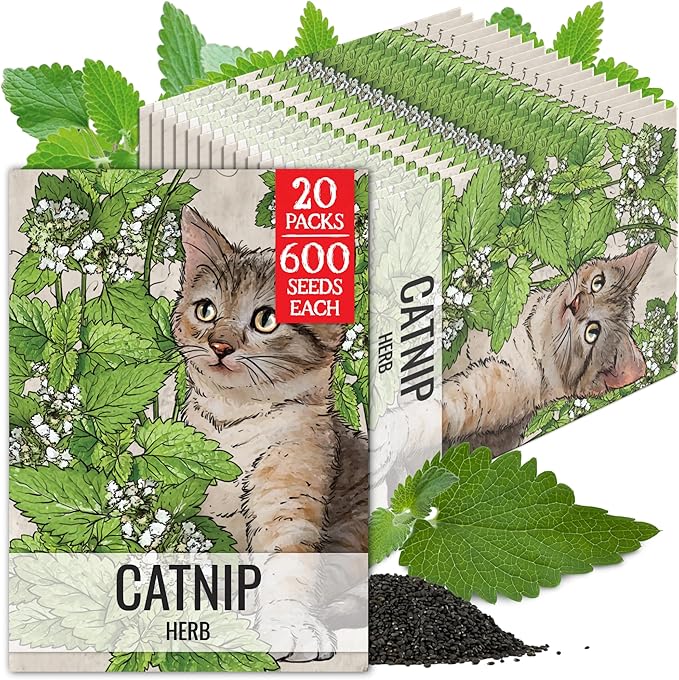 Seed Needs Catnip Seeds for Planting Nepeta cataria - Non-GMO Heirloom & Untreated Herb Seed to Plant & Grow an Outdoor Home Grown Garden (20 Packs)
