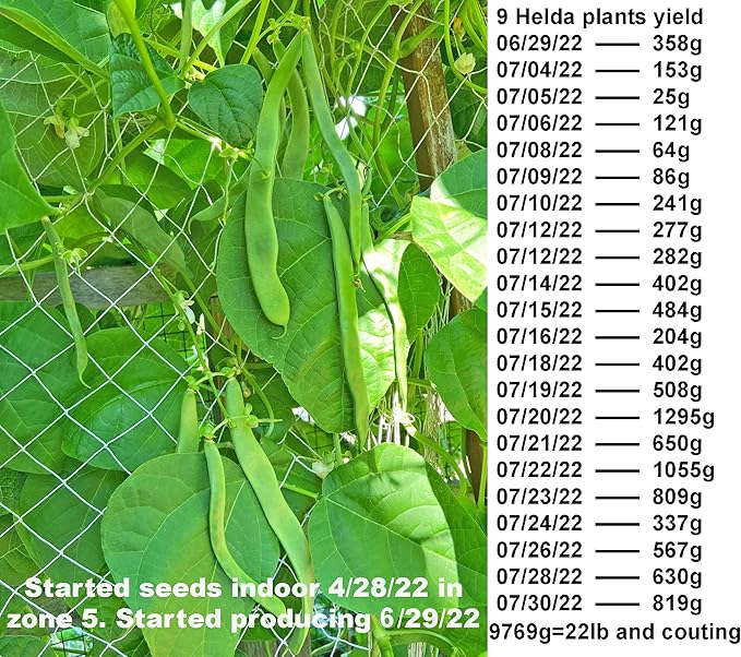 for 2026-Organic Pole Bean Seeds for Planting Vegetables and Fruits-Chinese Green Bean Seed(芸豆,青扁豆) French/Romano Pole Beans.Non GMO Garden Seed for Home Vegetable Garden(30-37 Veggie Seeds-Helda)