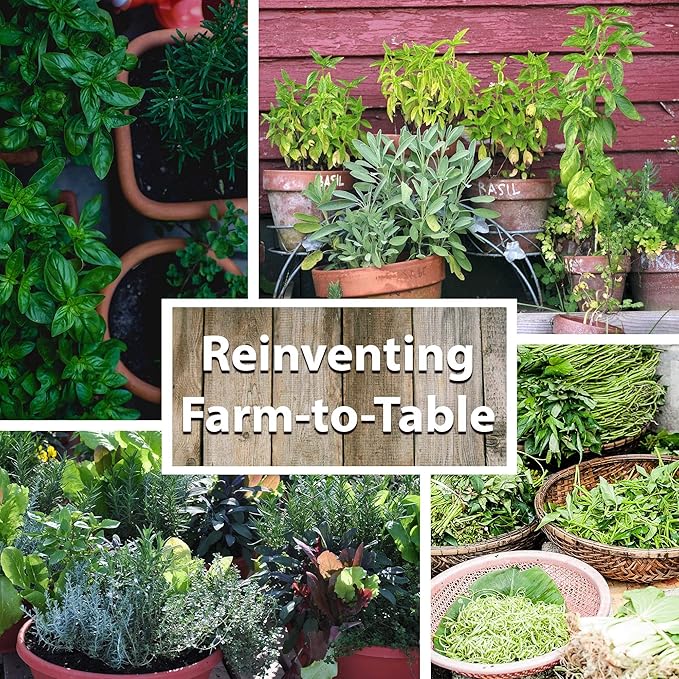 Culinary Herb Seeds Garden Collection | Basic Assortment | 6 Non-GMO Seed Packets: Basil, Dill, Oregano, Parsley, Chives & Mustard | Grow Cooking Herbs & Spices