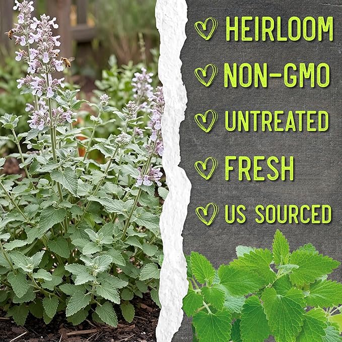 Seed Needs Catnip Seeds for Planting Nepeta cataria - Non-GMO Heirloom & Untreated Herb Seed to Plant & Grow an Outdoor Home Grown Garden (5 Packs)