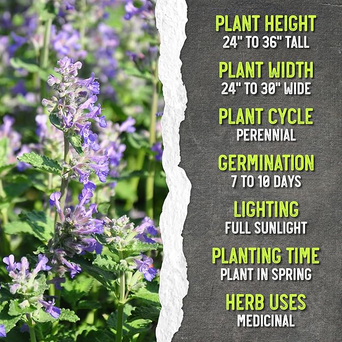 Seed Needs Catmint Seeds for Planting an Indoor/Outdoor Herb Garden - Non-GMO Heirloom & Untreated Herbal Plants - Great for Cats Nepeta mussinii (2 Packs)