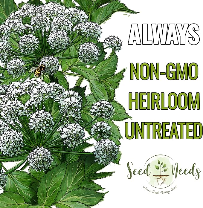 Seed Needs Angelica Seeds for Planting Angelica archangelica - Non-GMO Heirloom & Untreated Medicinal Herbs to Grow an Indoor or Outdoor Home Grown Garden (5 Packs)