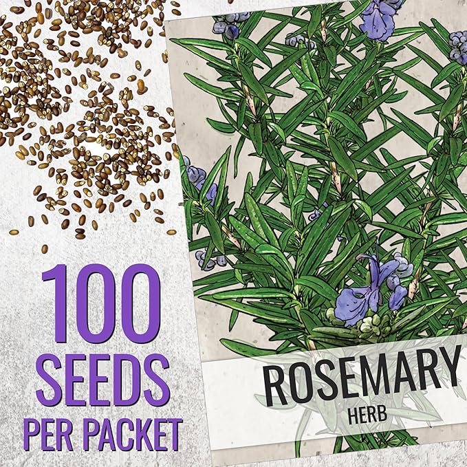 Seed Needs Rosemary Seeds for Planting - Non-GMO Heirloom & Untreated Perennial Herbs to Plant a Medicinal & Culinary Kitchen Garden Indoors or Outdoors (1 Pack)