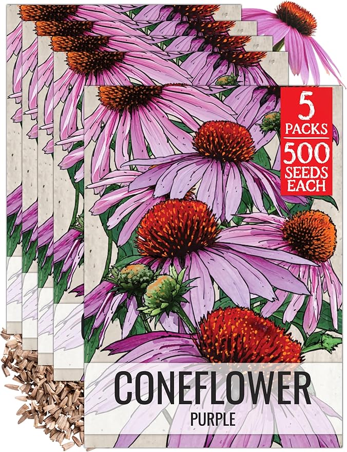 Seed Needs Purple Coneflower Seeds for Planting Echinacea - Heirloom & Open Pollinated Perennial Medicinal Flower - Perfect for a Butterfly Garden (5 Packs)