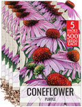 Seed Needs Purple Coneflower Seeds for Planting Echinacea - Heirloom & Open Pollinated Perennial Medicinal Flower - Perfect for a Butterfly Garden (5 Packs)